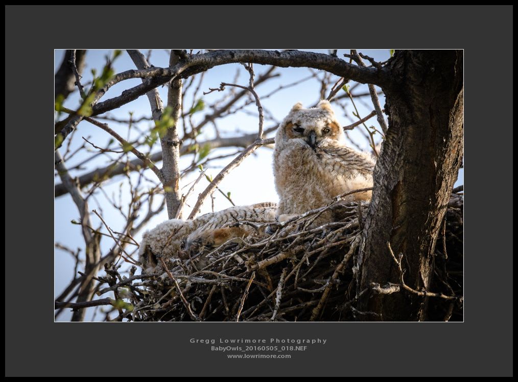 Baby Owls 20160505 018